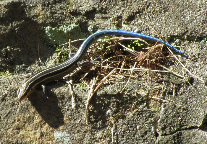 Five-lined Skink